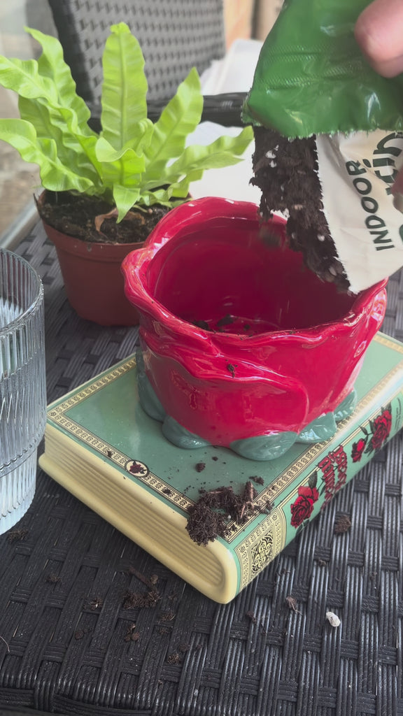 model putting plant in beauty and the beast rose planter